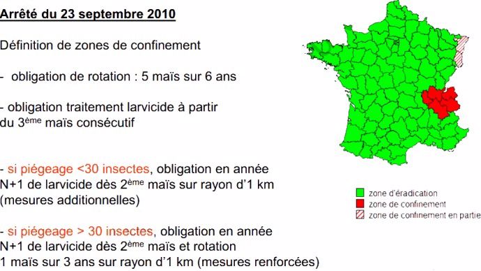 Lutte contre la chrysomèle 