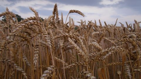 Les céréales en baisse à la veille du rapport de l'Usda