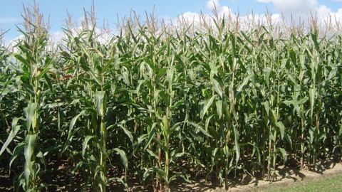 Le maïs finit la semaine en hausse, après la surprise de l'Usda