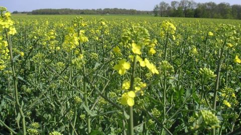 La baisse des prix des céréales réduit l’excédent commercial de 236 M€