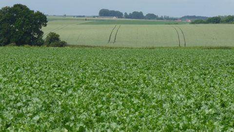 La réforme du Farm Bill ou le supplice de Tantale