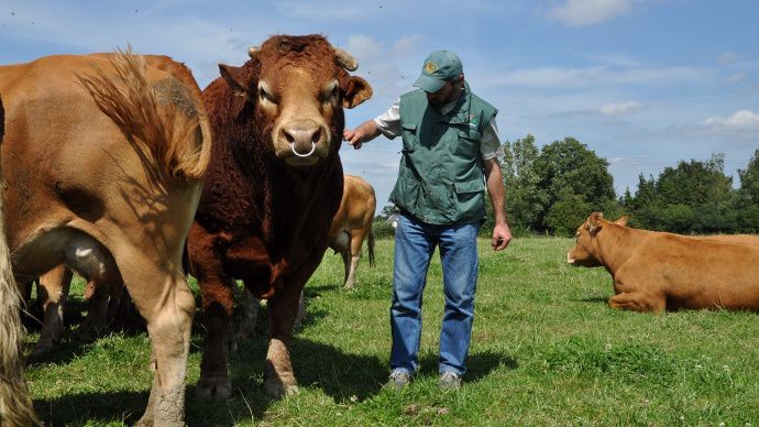 taureau limousin