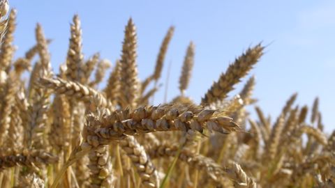 La France revoit à la baisse ses objectifs d'exportation de blé