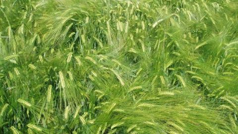 Les prix des orges et des céréales fourragères payés en décembre 2013