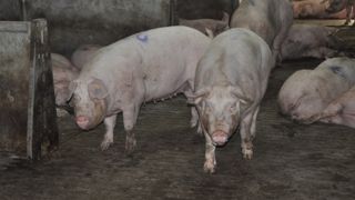 Le projet de recherche européen Prohealth doté de 9 millions d’euros Le projet de recherche européen Prohealth doté de 9 millions d’euros