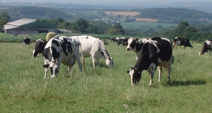 Vaches holsteins au pré