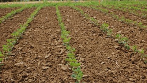 Le soja recule, plombé par des rumeurs sur la demande chinoise