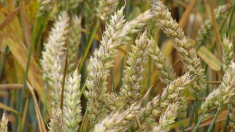 Les céréales en baisse en raison des conditions d'un appel d'offres égyptien