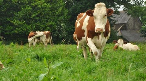 Des effets positifs pour la polyculture-élevage de l’Est de la France Des effets positifs pour la polyculture-élevage de l’Est de la France