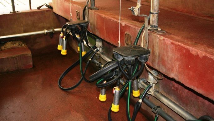 Salle de traite. La rétention de vaches laitières explique la baisse des abattages depuis plusieurs mois.