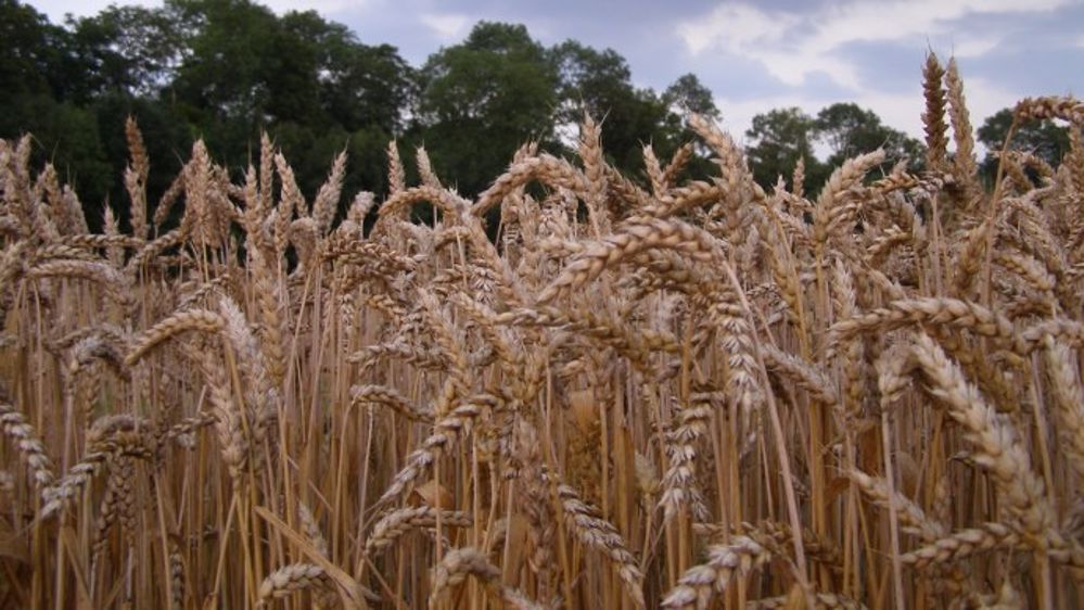 Le blé à son plus bas en trois ans et demi