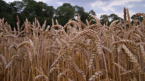Le blé à son plus bas en trois ans et demi