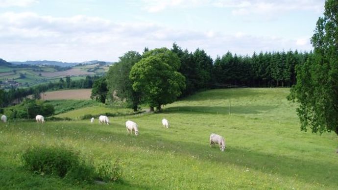 Vaches charolaises dans une prairie
