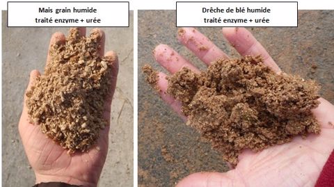 Pour <a target="_self" href="http://www.web-agri.fr/conduite-elevage/alimentation/article/faire-un-mash-fibreux-riche-en-proteines-a-base-d-epeautre-pour-l-engraissement-1172-95670.html">traiter les céréales au Maxammon</a> il faut que le mélange fermente durant une quinzaine de jours sous une bâche. (©Bdm) Pour <a target="_self" href="http://www.web-agri.fr/conduite-elevage/alimentation/article/faire-un-mash-fibreux-riche-en-proteines-a-base-d-epeautre-pour-l-engraissement-1172-95670.html">traiter les céréales au Maxammon</a> il faut que le mélange fermente durant une quinzaine de jours sous une bâche. (©Bdm)