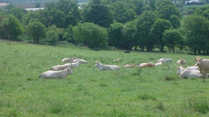 Vaches au paturage