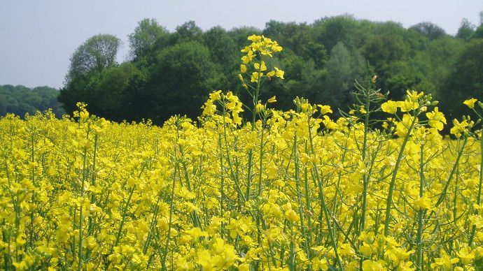 Recul de la production de colza en France