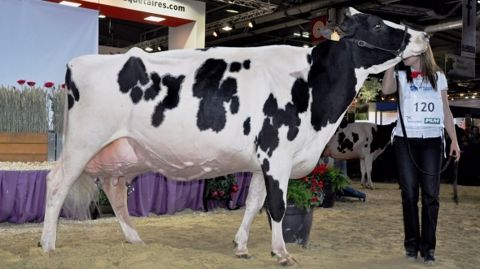 Liste des 147 animaux au catalogue du Concours général, lors du SIA