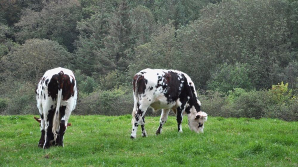 Le bœuf normand se laisse attendrir... par du cidre