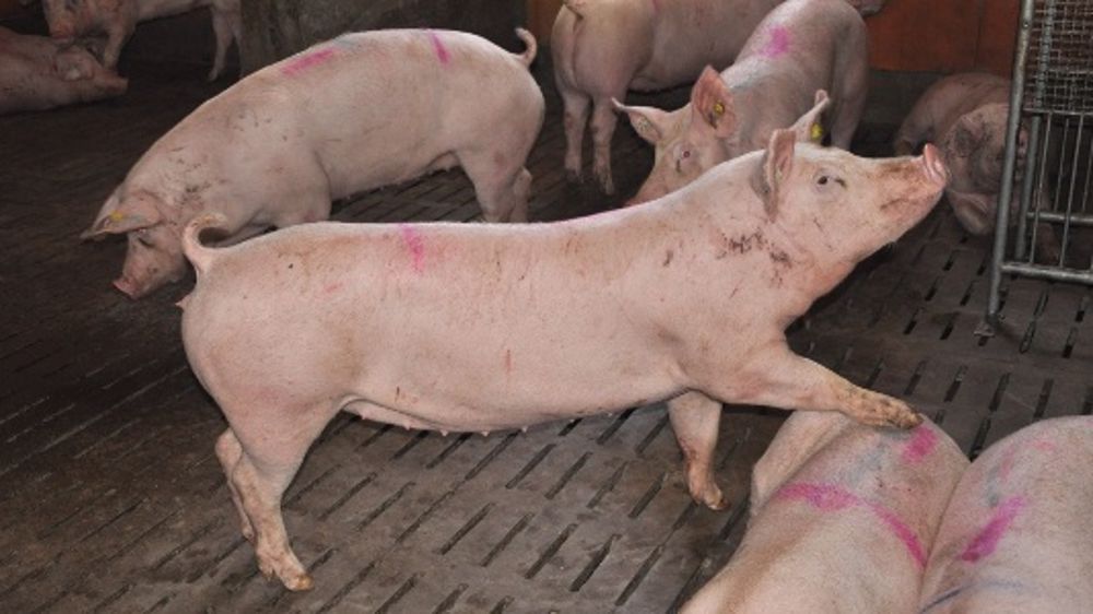 Système U noue un partenariat de long terme avec Terrena