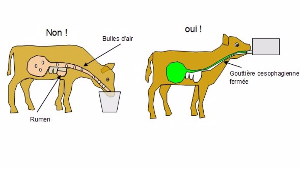 Du lait entier oui, mais en quantité suffisante et avec une tétine