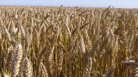 Hausse attendue des récoltes de céréales et d’oléagineux en Inde
