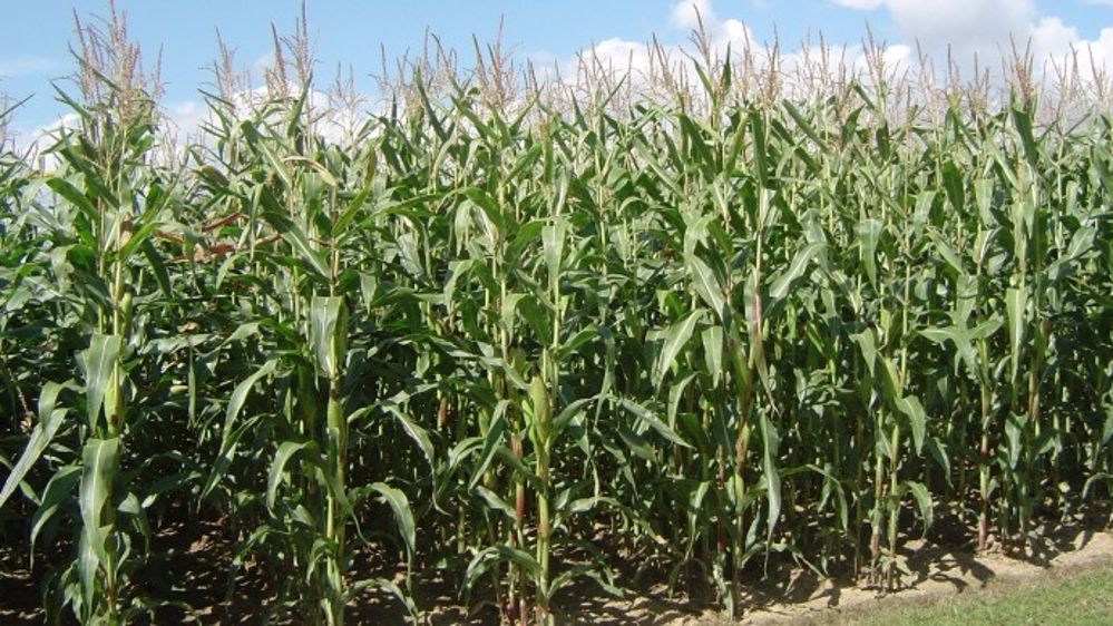 Maïs, blé et soja aidés par les aléas climatiques
