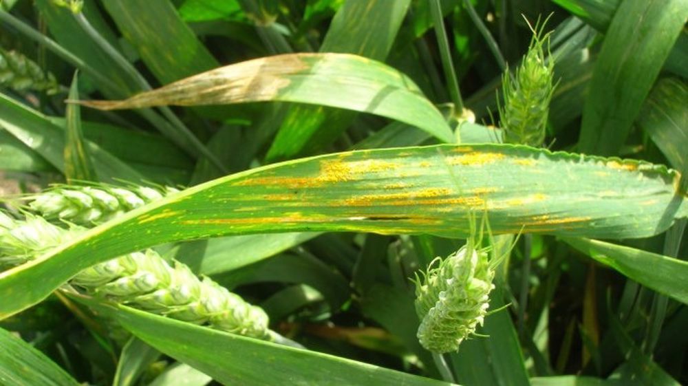 Une épidémie de rouille jaune extrêmement précoce touche le nord de la France