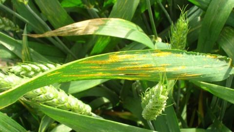 Une épidémie de rouille jaune extrêmement précoce touche le nord de la France