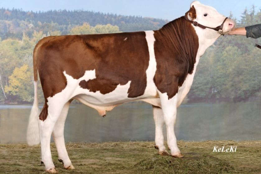 Sortie de l'indexation de février avec les commentaires d'Umotest et Jura bétail