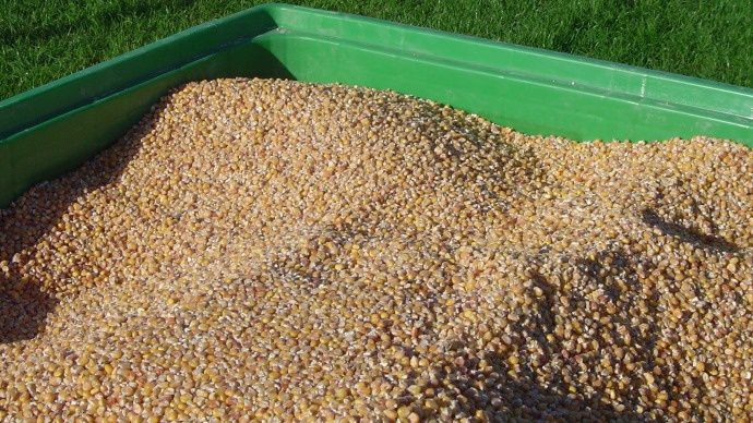 Grains de maïs