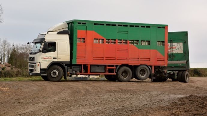 Transport des bovins