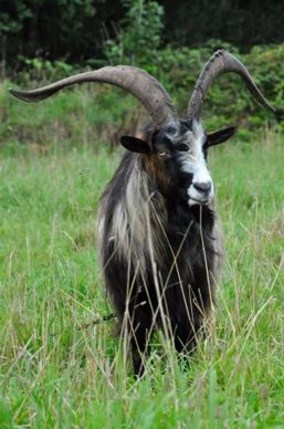 Bouc Chèvre des fossés