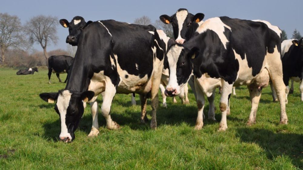 Pour la mise à l’herbe, Sanders lance son programme de printemps