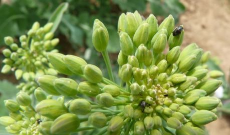 Une plante vigoureuse sera capable de se défendre Une plante vigoureuse sera capable de se défendre
