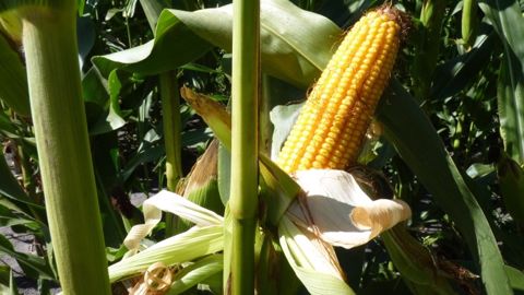 Viser 200 q/ha en jouant avec les composantes du rendement Viser 200 q/ha en jouant avec les composantes du rendement