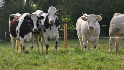 Pâturage et mise à l'herbe : une sélection d’articles pour profiter de la pousse