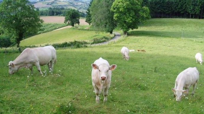 Viande bovine