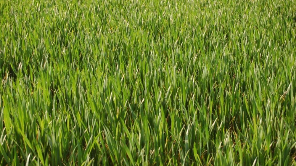 Risque de sécheresse sur la Corn et Wheat belt chinoise