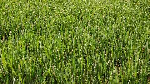Risque de sécheresse sur la Corn et Wheat belt chinoise