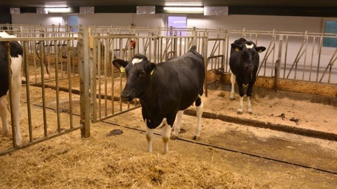 vache Ogm lait de brebis