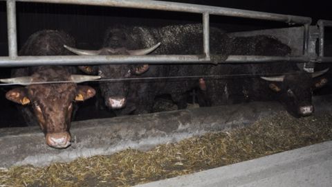 Vente de taureaux qualifiés le 2 avril à la station de St-Bonnet de Salers (15)
