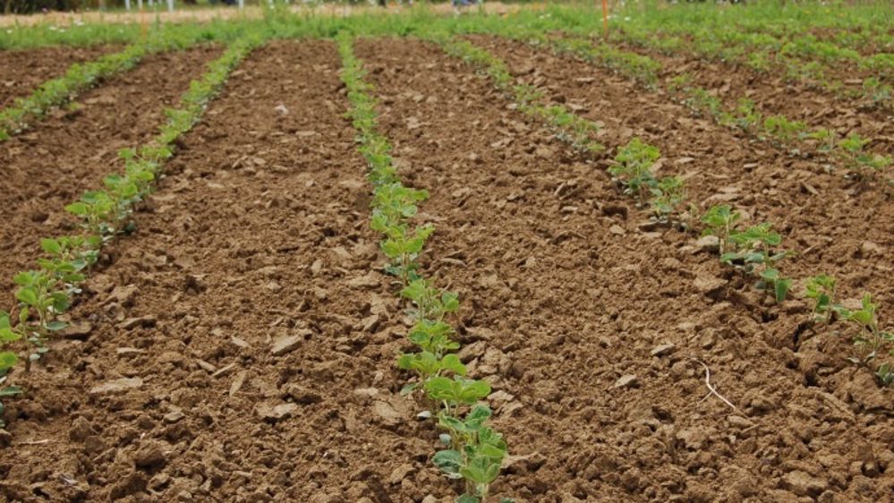 Le soja grimpe à son plus haut niveau depuis huit mois