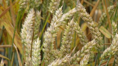 Le blé recule avec l'arrivée des pluies