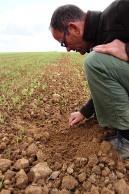 Jean Louis Manceau durant un tour de plaine constate l'état de ses orges.