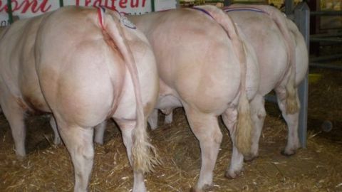 230 animaux au 51ème Concours charolais de Montluçon