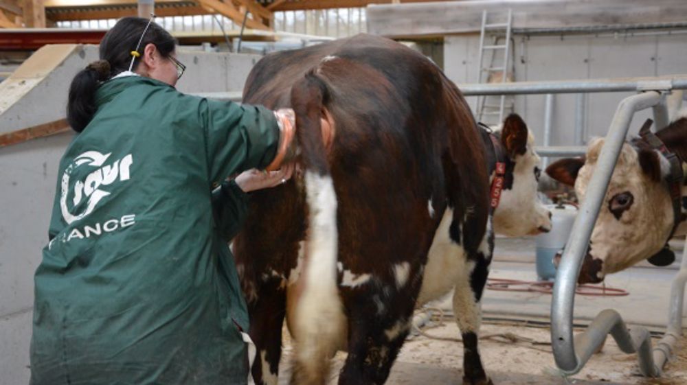 Origenplus possède deux centres de production de semences avec une cinquantaine de nouveaux taureaux diffusés chaque année en Normandes et autant en Prim'holstein, pour environ 260.000 Iap annuelles principalement sur les deux Normandies. (©Terre-net Média)