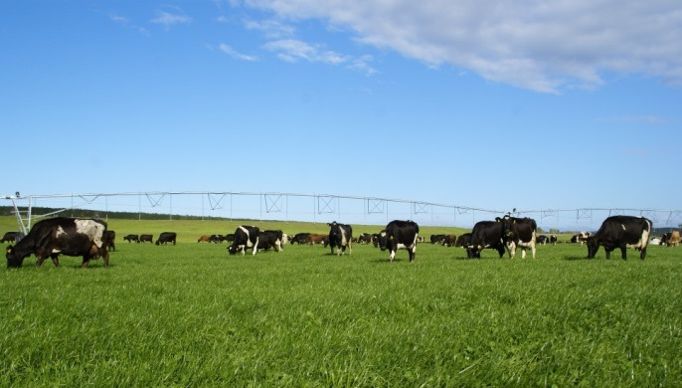 Troupeau de vaches en Nouvelle Zélande. L'herbe est le fourrage le moins onéreux pour produire de l'herbe;