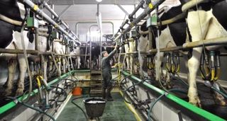 La France produirait 27,3 Mds de litres de lait en 2020 La France produirait 27,3 Mds de litres de lait en 2020