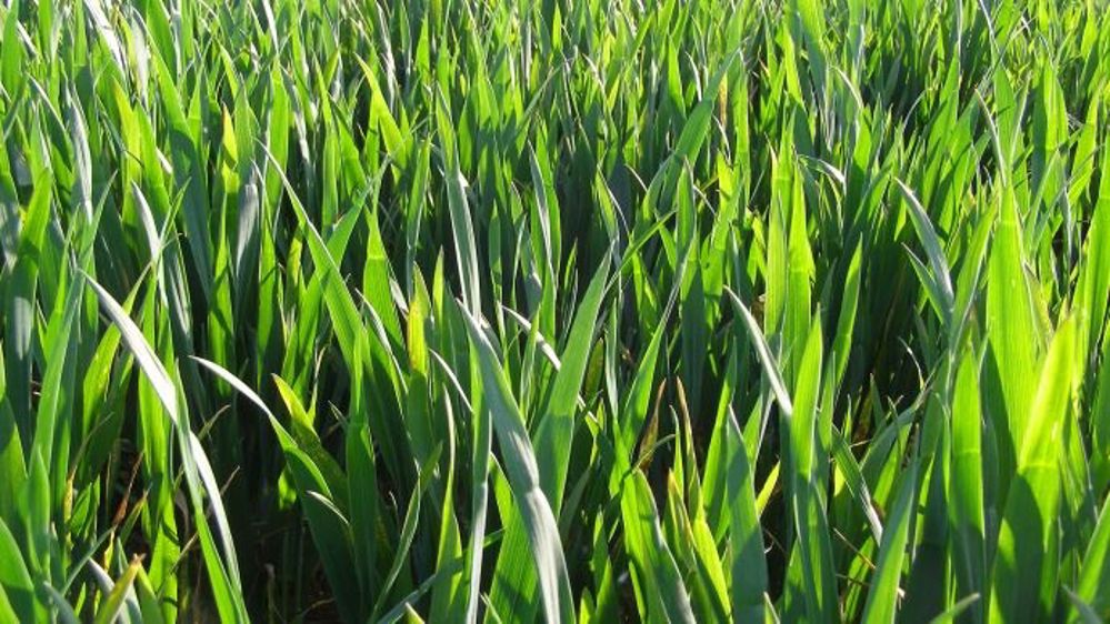La sécheresse aux Etats-Unis inquiète les marchés