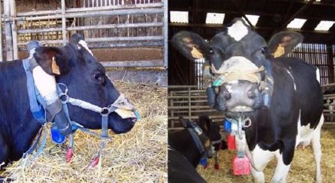méthane vache